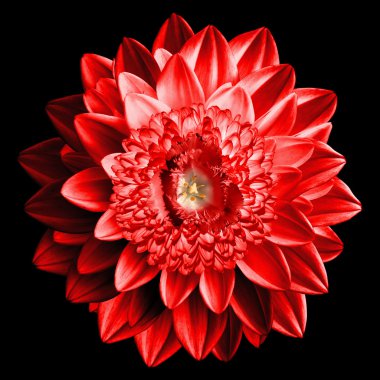 Siyah izole gerçeküstü fantezi kırmızı çiçek makro