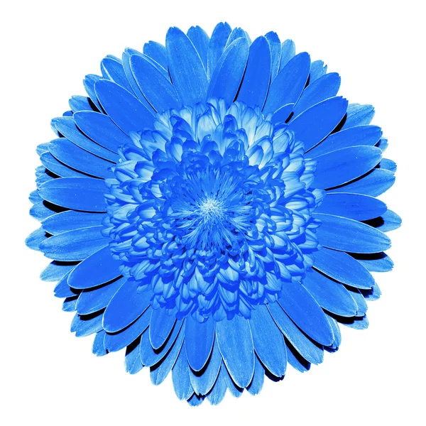 Surrealista fantasia azul flor macro isolado no branco — Fotografia de Stock