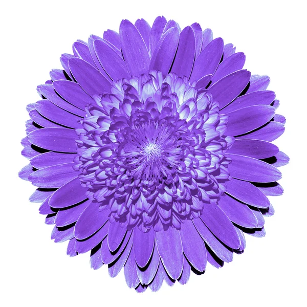 Сюрреалістична фентезі фіолетова квітка макро ізольована на білому — стокове фото