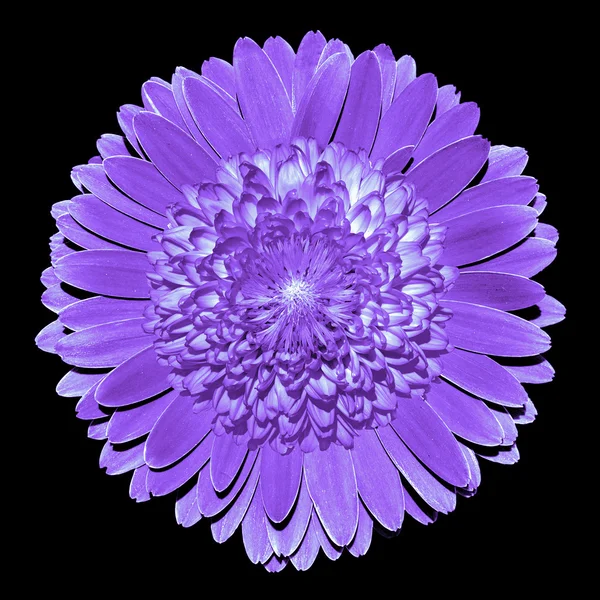 Surrealista fantasia violeta flor macro isolado em preto — Fotografia de Stock