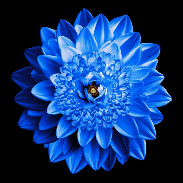 Surréaliste fantaisie bleu fleur macro isolé sur noir — Photo