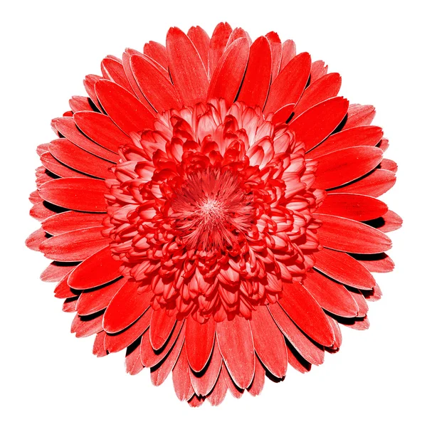 白で隔離シュールなファンタジー赤花マクロ — ストック写真