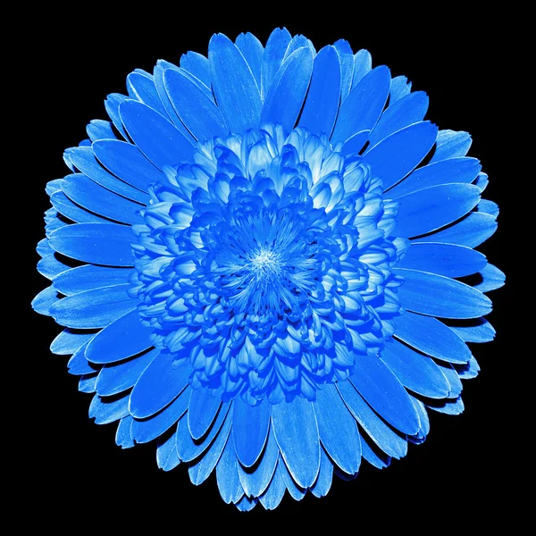 Surrealista fantasia azul flor macro isolado em preto — Fotografia de Stock