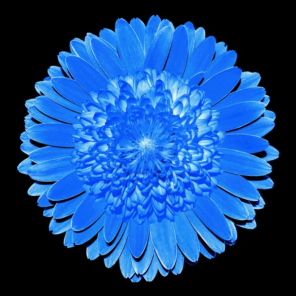 Fantasía surrealista flor azul macro aislado en negro — Foto de Stock