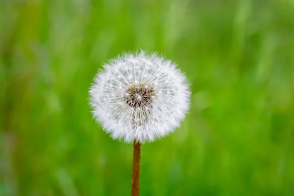 Beautiful dandelion macro on green grass background — Stock Photo, Image