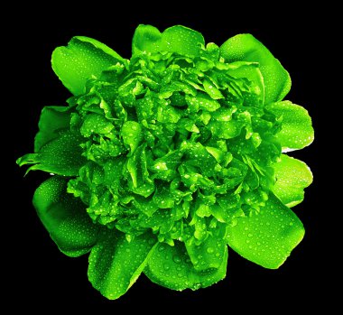 Siyah izole gerçeküstü ıslak yeşil Şakayık çiçeği makro