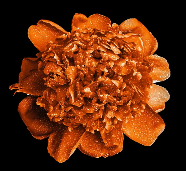 Colorido laranja molhado peônia flor macro isolado no preto — Fotografia de Stock