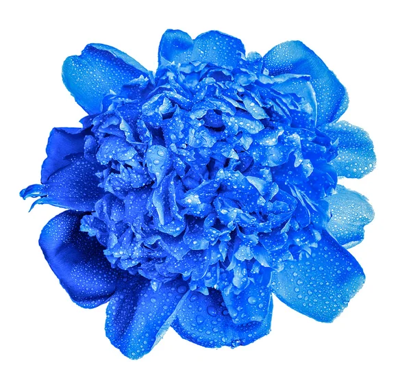 Fleurs de pivoine bleu humide coloré macro isolé sur blanc — Photo