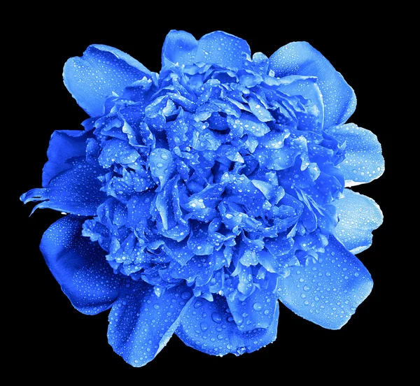 Surrealistiska våta blå pion blomma makro isolerade på svart — Stockfoto