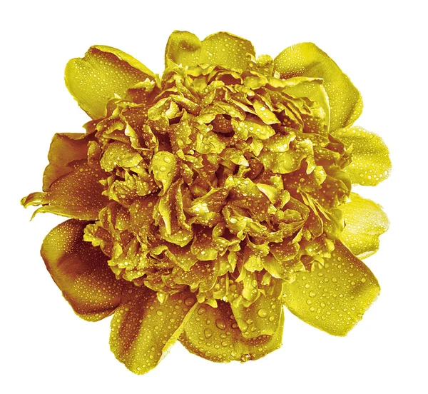 Colorido molhado flor peônia dourada macro isolado no branco — Fotografia de Stock