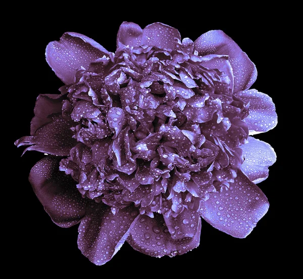 Surreal wet violet peony flower macro isolated on black — Stock Photo, Image