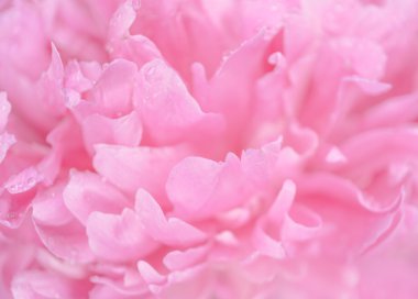 İhale ıslak pembe şakayık çiçeği makro arka plan