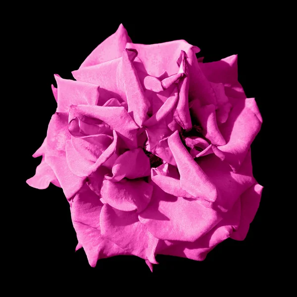 Surreal escuro rosa exótico flor calêndula macro isolado em preto — Fotografia de Stock