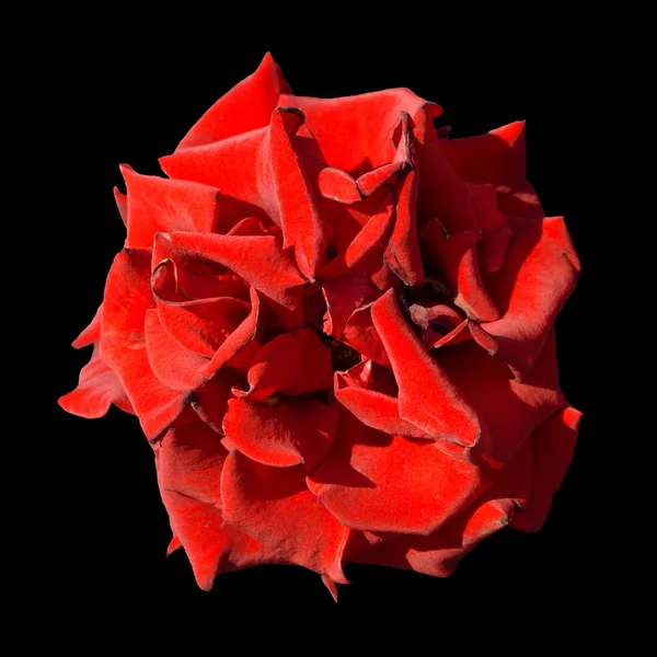 Surreal escuro exótico vermelho calêndula flor macro isolado em preto — Fotografia de Stock
