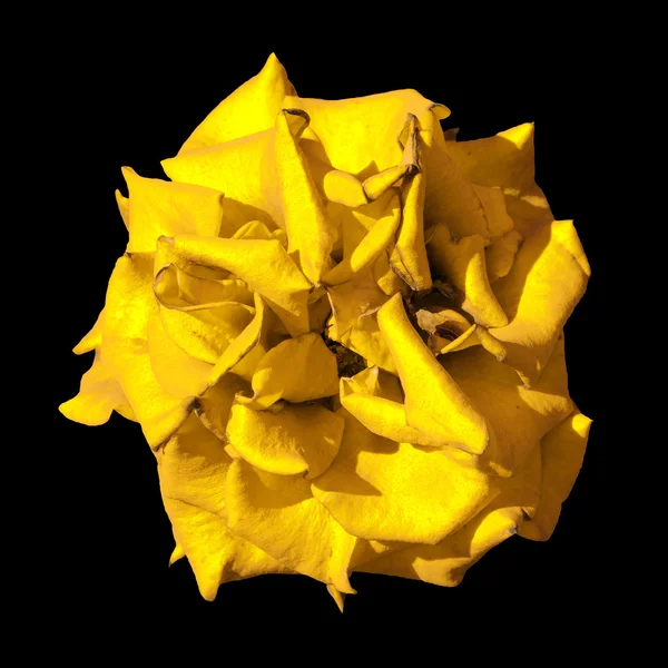 Surreal dark exotic yellow marigold flower macro isolated on black — Stock Photo, Image