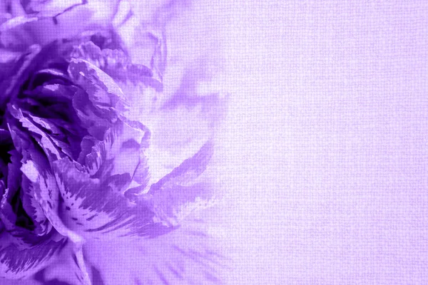 Светло-фиолетовая роза в мягком цвете и стиле размытия на ретро-текстуре старой ткани — стоковое фото