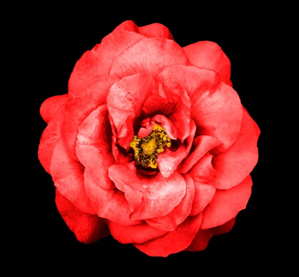 Surreal dark chrome red rose flower isolated on black — Stock Photo, Image