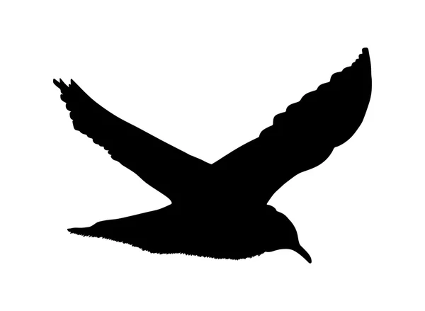Silueta voladora de gaviota aislada sobre fondo blanco. Ilustración vectorial — Vector de stock
