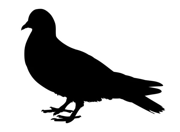 Silueta de paloma aislada sobre fondo blanco. Ilustración vectorial — Vector de stock