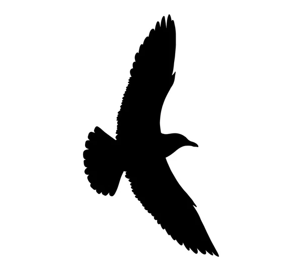 Silhouette de mouette volante isolée sur fond blanc. Illustration vectorielle — Image vectorielle