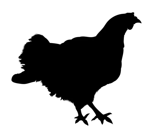 Chicken silhouette isolated on white background. Vector illustration — Stock Vector