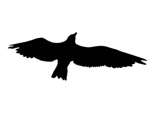 Silhouette de mouette volante isolée sur fond blanc. Illustration vectorielle — Image vectorielle