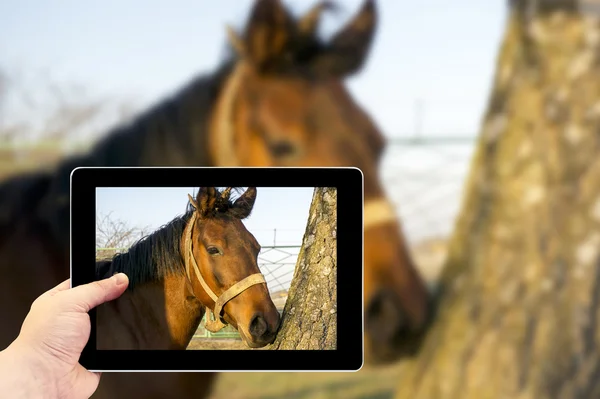 Tablet-Fotografie. Fotografieren auf einem Tablet. ein braunes Pferd im Wald — Stockfoto