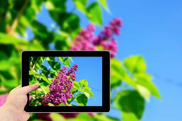 Tablet-Fotografie. Fotografieren auf einem Tablet. grüner Zweig mit Frühlingsrose lila Blüten Makro — Stockfoto