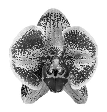 Egzotik iris çiçek makro siyah ve beyaz beyaz izole