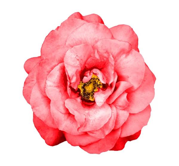 Surreal escuro cromo vermelho rosa flor isolada no branco — Fotografia de Stock