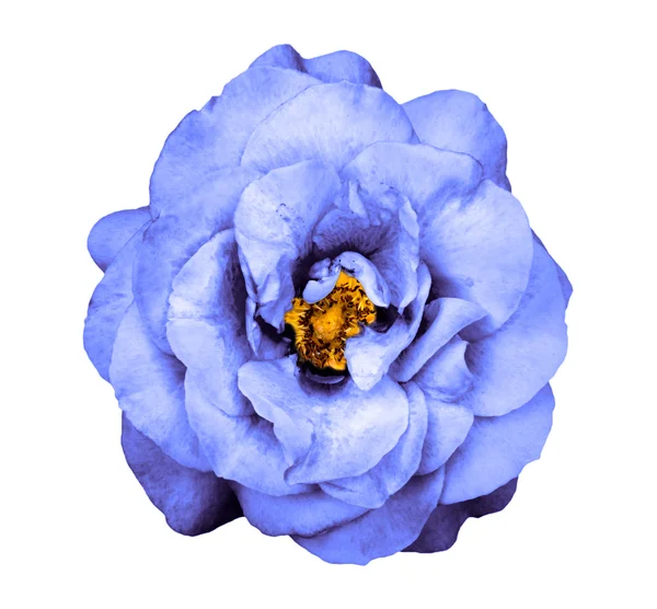 Surrealistiska mörk krom konstiga blå ros blomma isolerad på vit — Stockfoto