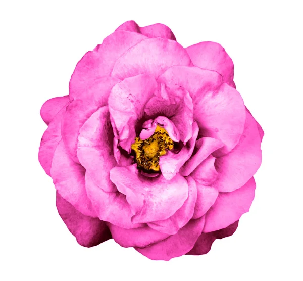 Surreal rosa cromado escuro flor isolada no branco — Fotografia de Stock