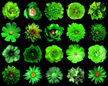 Kolaj doğal ve gerçeküstü yeşil çiçekler 20 1: Şakayık, dahlia, çuha çiçeği, aster, papatya, gül, gerbera, karanfil, Kasımpatı, Peygamber Çiçeği, keten, ıtır, kadife çiçeği, siyahta izole Lale