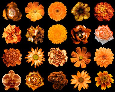 Doğal ve gerçeküstü portakal çiçekleri kolaj 20 1: şakayık, dahlia, primula, aster, papatya, gül, gerbera, karanfil, krizantem, cornflower, keten, pelargonium, kadife çiçeği, lale siyah izole