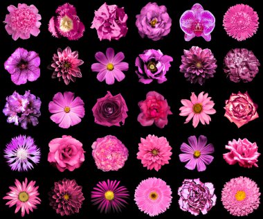 Doğal ve gerçeküstü pembe çiçekler 30 1 kolaj: şakayık, dahlia, primula, aster, papatya, gül, gerbera, karanfil, krizantem, cornflower, keten, pelargonium, kadife çiçeği, lale siyah izole