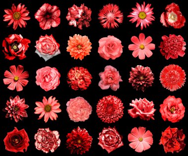 Doğal ve gerçeküstü kırmızı çiçekler 30 karışımı kolaj 1: şakayık, dahlia, primula, aster, papatya, gül, gerbera, karanfil, krizantem, cornflower, keten, pelargonium, kadife çiçeği, lale siyah izole