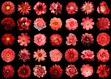 Mix kolaj içinde doğal ve gerçeküstü kırmızı çiçekler 35 1: Şakayık, dahlia, çuha çiçeği, aster, papatya, gül, gerbera, karanfil, Kasımpatı, Peygamber Çiçeği, keten, ıtır, kadife çiçeği, siyahta izole Lale