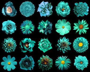 Doğal ve gerçeküstü turkuaz çiçekler 20 1 kolaj: şakayık, dahlia, primula, aster, papatya, gül, gerbera, karanfil, krizantem, cornflower, keten, pelargonium, kadife çiçeği, lale siyah izole