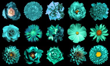 Doğal ve gerçeküstü turkuaz kolaj çiçekler 15 1: Şakayık, dahlia, çuha çiçeği, aster, papatya, gül, gerbera, karanfil, Kasımpatı, Peygamber Çiçeği, keten, ıtır, kadife çiçeği, siyahta izole Lale