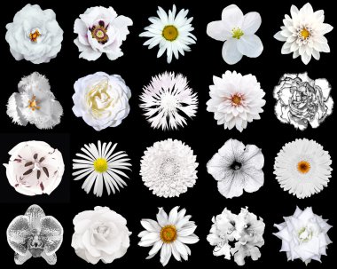 Doğal ve gerçeküstü beyaz çiçekler 20 1 kolaj: şakayık, dahlia, primula, aster, papatya, gül, gerbera, karanfil, krizantem, cornflower, keten, pelargonium, kadife çiçeği, lale siyah izole