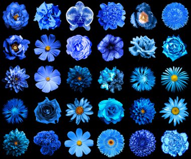 Kolaj doğal ve gerçeküstü mavi çiçekler 30 içinde 1: Şakayık, dahlia, çuha çiçeği, aster, papatya, gül, gerbera, karanfil, Kasımpatı, Peygamber Çiçeği, keten, ıtır, kadife çiçeği, siyahta izole Lale