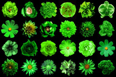 Kolaj doğal ve gerçeküstü yeşil çiçekler 24 1: Şakayık, dahlia, çuha çiçeği, aster, papatya, gül, gerbera, karanfil, Kasımpatı, Peygamber Çiçeği, keten, ıtır, kadife çiçeği, siyahta izole Lale