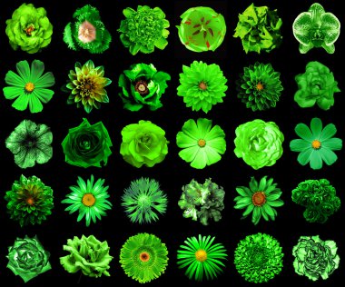Kolaj doğal ve gerçeküstü yeşil çiçekler 30 içinde 1: Şakayık, dahlia, çuha çiçeği, aster, papatya, gül, gerbera, karanfil, Kasımpatı, Peygamber Çiçeği, keten, ıtır, kadife çiçeği, siyahta izole Lale