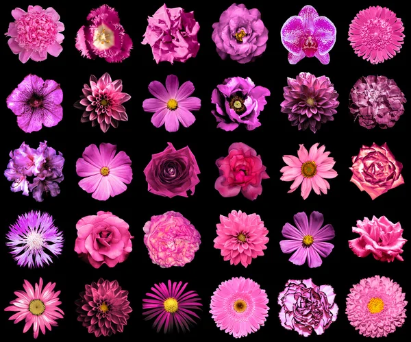 Collage av naturliga och surrealistiska rosa blommor 30 i 1: pion, Dahlia, Primula, Aster, Daisy, Rose, Gerbera, kryddnejlika, krysantemum, blåklint, lin, Pelargonium, ringblomma, tulpan isolerad på svart — Stockfoto