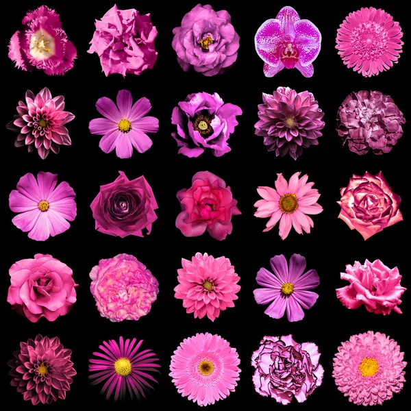 Collage de flores rosadas naturales y surrealistas 25 en 1: peonía, dalia, primula, astro, margarita, rosa, gerberas, clavo de olor, crisantemo, aciano, lino, pelargonio, caléndula, tulipán aislado en negro — Foto de Stock