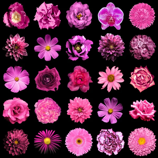 Collage de fleurs roses naturelles et surréalistes 25 en 1 : pivoine, dahlia, primula, aster, marguerite, rose, gerbera, clou de girofle, chrysanthème, bleuet, lin, pélargonium, souci, tulipe isolée sur noir — Photo