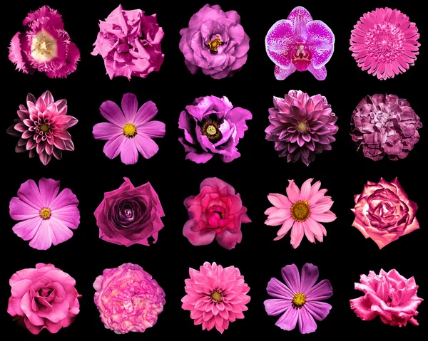 Collage of natural and surreal pink flowers 20 in 1: peony, dahlia, primula, aster, daisy, rose, gerbera, clove, chrysanthemum, cornflower, flax, pelargonium, marigold, tulip isolated on black — Stock Photo, Image