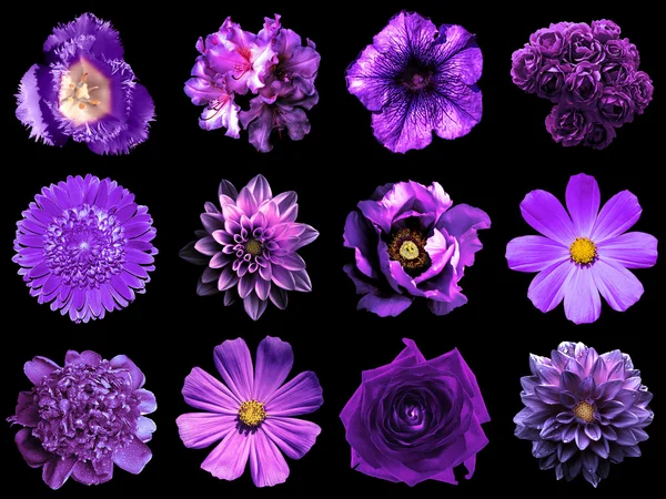 Collage av naturliga och surrealistiska violetta blommor 12 i 1: pion, Dahlia, Primula, Aster, Daisy, Rose, Gerbera, kryddnejlika, krysantemum, blåklint, lin, Pelargonium, ringblomma, tulpan isolerad på svart — Stockfoto