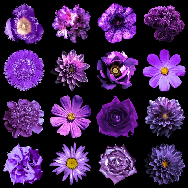 Collage of natural and surreal violet flowers 16 in 1: peony, dahlia, primula, aster, daisy, rose, gerbera, clove, chrysanthemum, cornflower, flax, pelargonium, marigold, tulip isolated on black — Stock Photo, Image