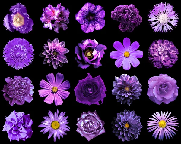 Collage de fleurs violettes naturelles et surréalistes 20 en 1 : pivoine, dahlia, primula, aster, marguerite, rose, gerbera, clou de girofle, chrysanthème, bleuet, lin, pélargonium, souci, tulipe isolée sur noir — Photo